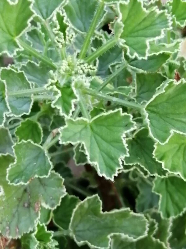 Pelargonium Rita Scheen, pianta da esterno
