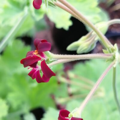 Pelargonium sidoides