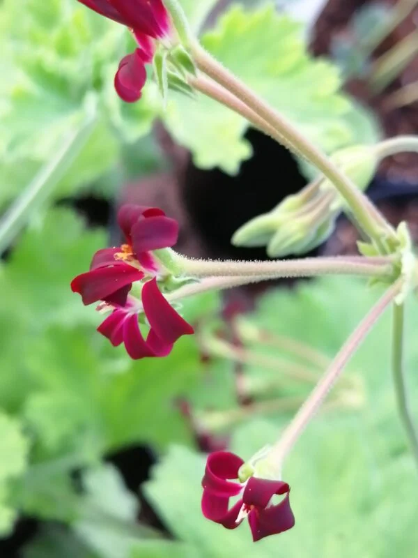 Pelargonium sidoides, pianta da esterno