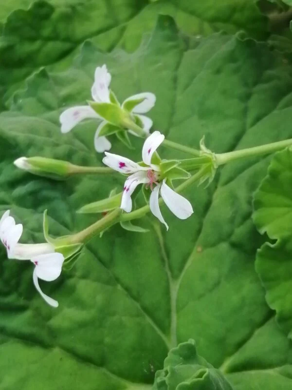 Pelargonium Rita Scheen, foto 4