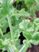 Pelargonium 'Rober's Lemon rose'