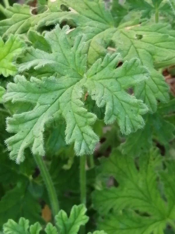 Pelargonium 'Rober's Lemon Rose', foto 2