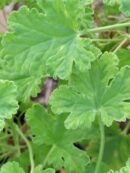 Pelargonium fragrans Variegato