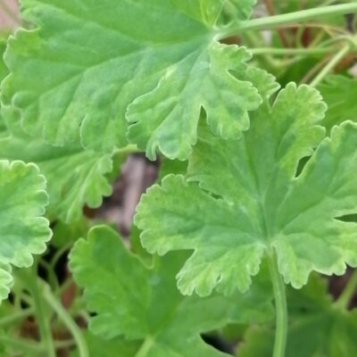 Pelargonium fragrans Variegato