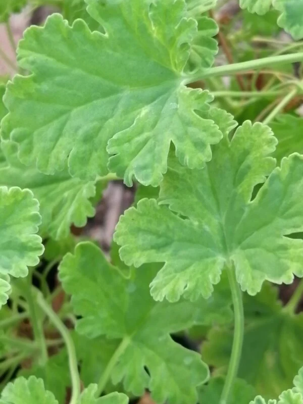 Pelargonium fragrans Variegato, pianta da esterno