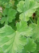 Pelargonium fragrans
