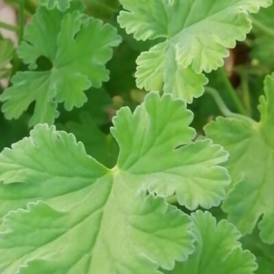 Pelargonium fragrans