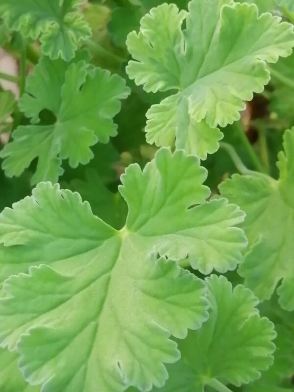 Pelargonium fragrans, pianta da esterno