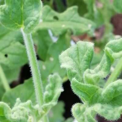 Pelargonium 'Rober's Lemon rose'