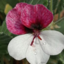 Pelargonium Splendide