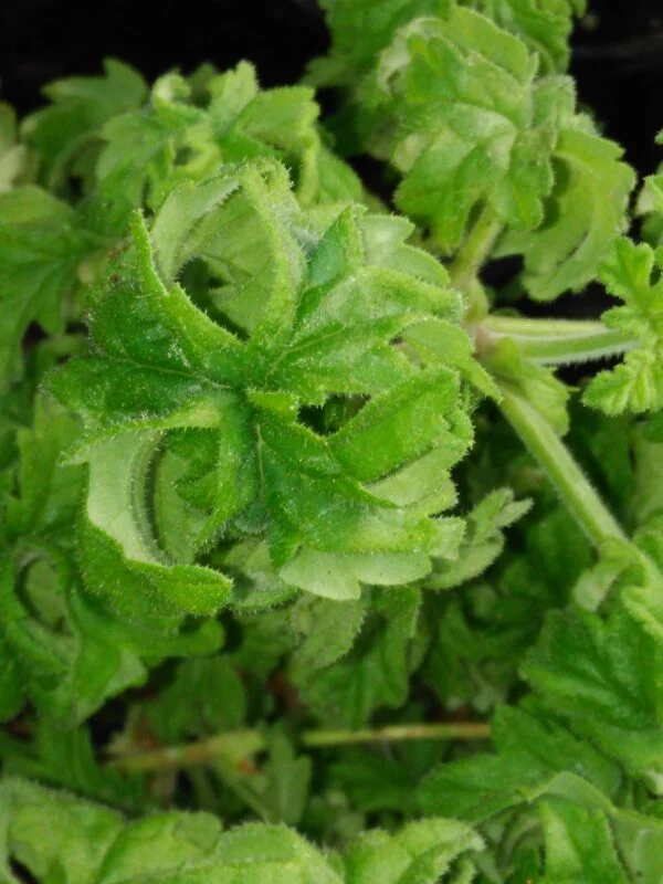 Pelargonium Lemon Tree, pianta da esterno