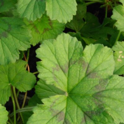 Pelargonium alchemilloides