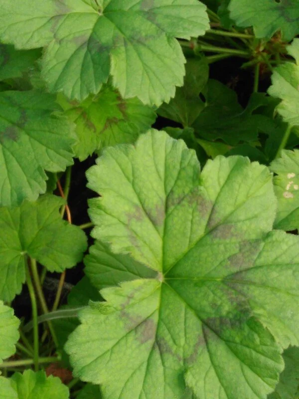 Pelargonium alchemilloides, pianta da esterno