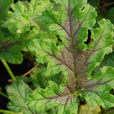 Pelargonium Royal Oak