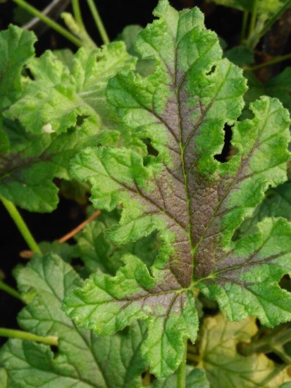 Pelargonium Royal Oak, pianta da esterno