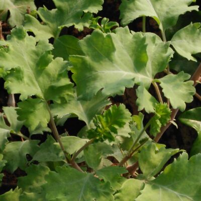 Pelargonium gibbosum
