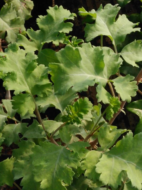 Pelargonium gibbosum, pianta da interno e da esterno