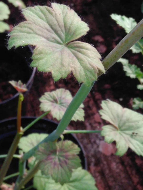 Pelargonium tetragonum, pianta da esterno