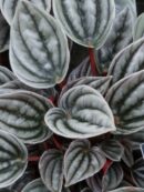 Peperomia caperata 'Mendoza'