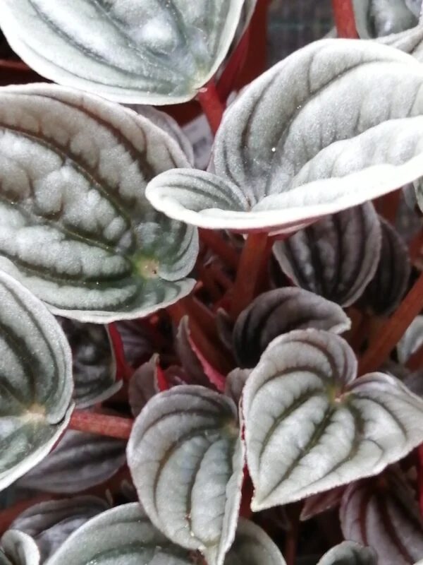 Peperomia caperata 'Mendoza', foto 2