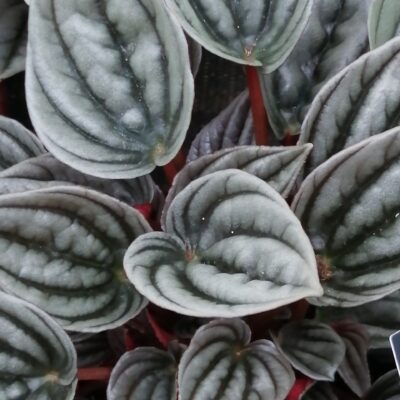 Peperomia caperata 'Mendoza'