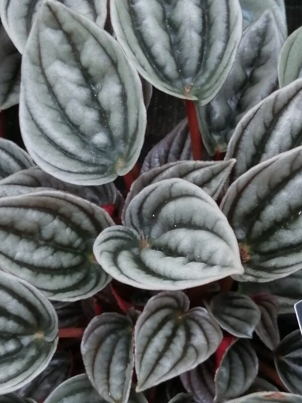 Peperomia caperata 'Mendoza', pianta da interno
