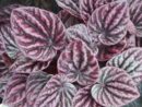 Peperomia caperata Red Luna