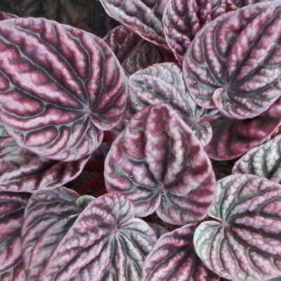 Peperomia caperata Red Luna