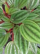 Peperomia caperata 'Rosso'