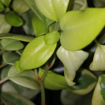 Peperomia scandens 'Variegata'