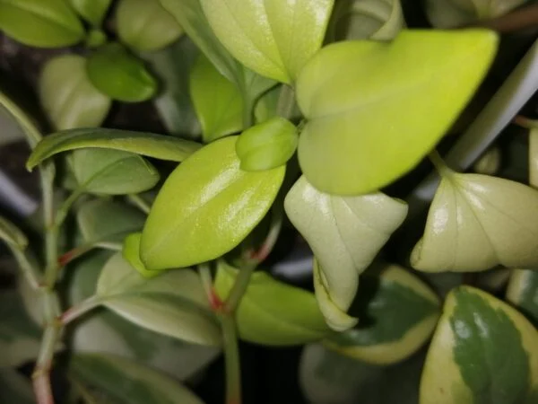 Peperomia scandens ‘Variegata’, pianta da interno