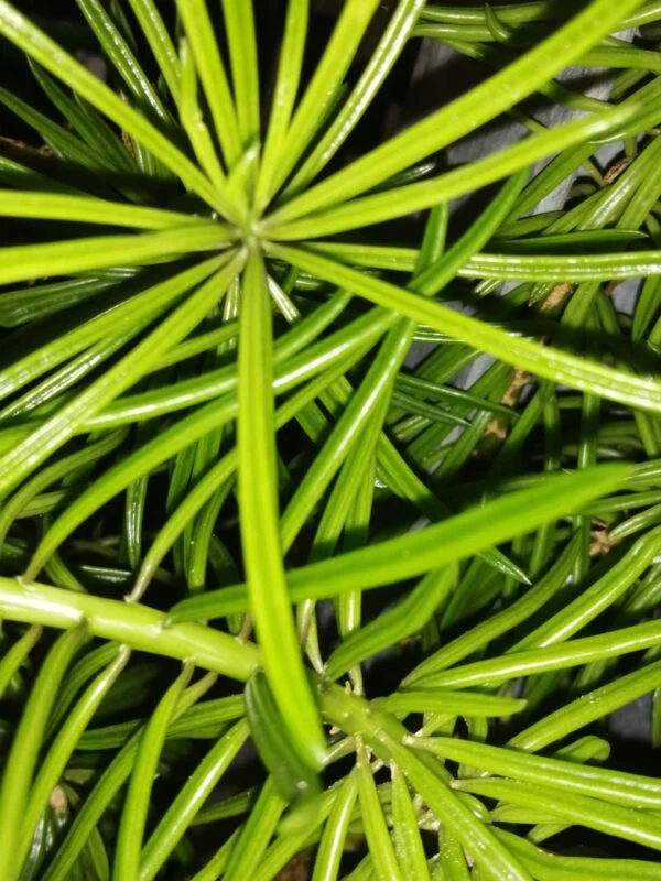 Peperomia ferreyrae, pianta da interno