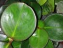 Peperomia obtusifolia , sin. Peperomia magnoliifolia