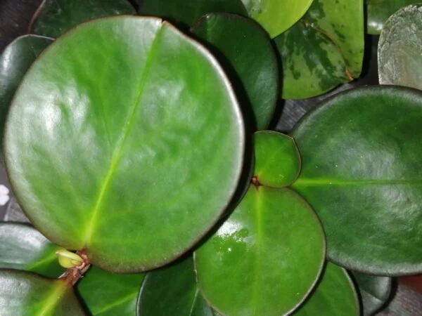 Peperomia obtusifolia , sin. Peperomia magnoliifolia, pianta da interno