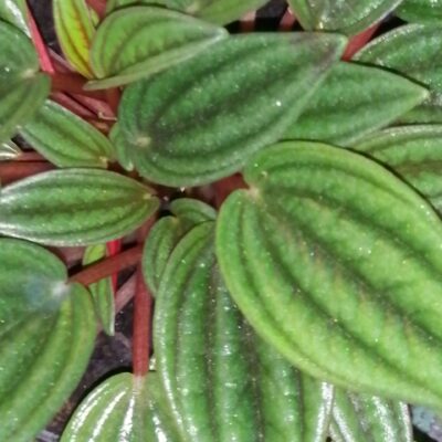 Peperomia caperata 'Rosso'