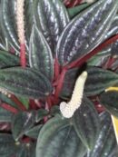 Peperomia caperata 'Brasilia'