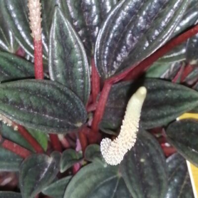 Peperomia caperata 'Brasilia'