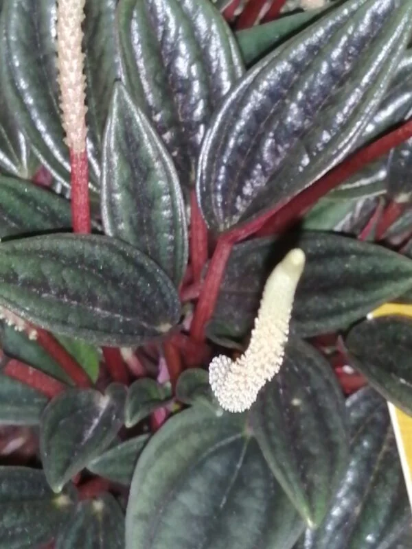 Peperomia caperata ‘Brasilia’, pianta da interno