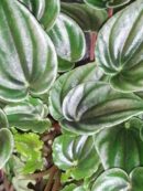 Peperomia marmorata, sin. Peperomia verschaffeltii