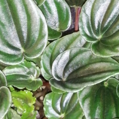 Peperomia marmorata, sin. Peperomia verschaffeltii
