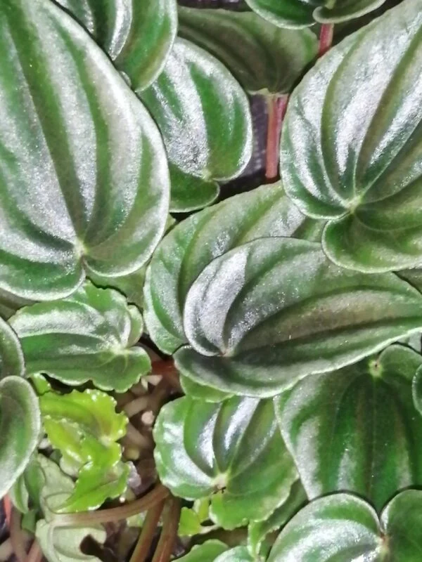 Peperomia marmorata, sin. Peperomia verschaffeltii, pianta da interno