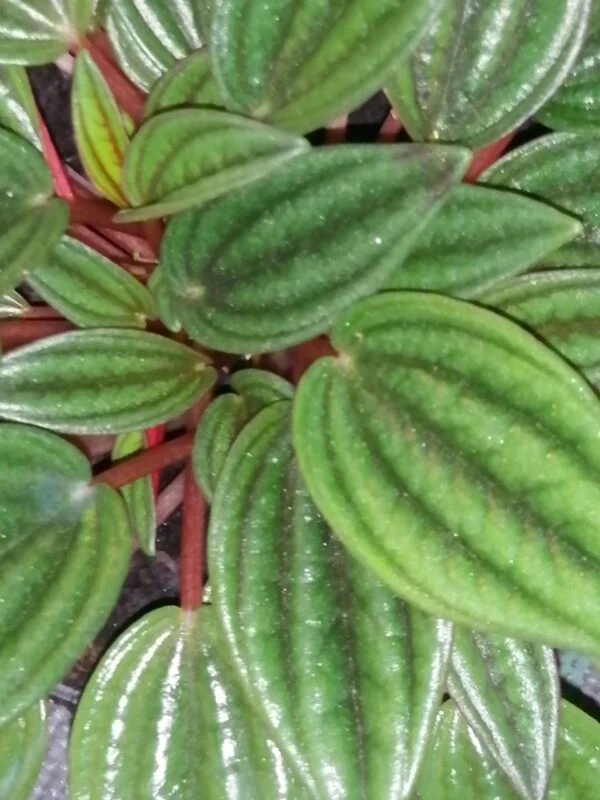 Peperomia caperata 'Rosso', pianta da interno