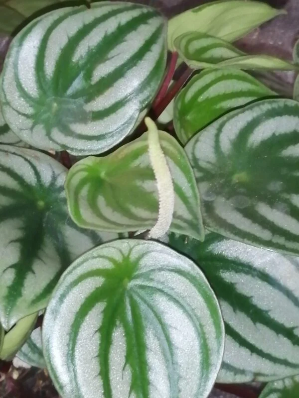 Peperomia argyreia, sin. Peperomia sandersii, pianta da interno