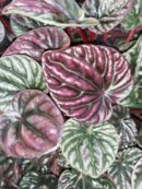 Peperomia caperata 'Schumi Red'