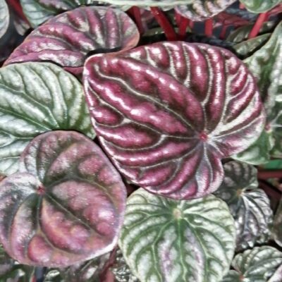 Peperomia caperata 'Schumi Red'