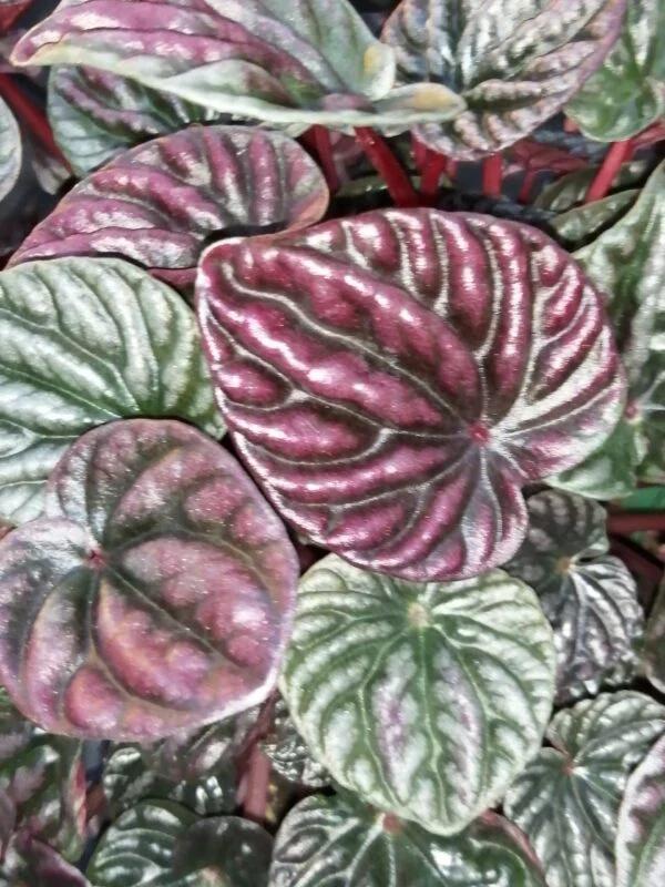 Peperomia caperata 'Schumi Red', pianta da interno