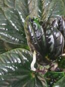 Peperomia sp. Ecuador Large Red