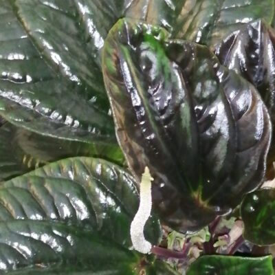 Peperomia sp. Ecuador Large Red