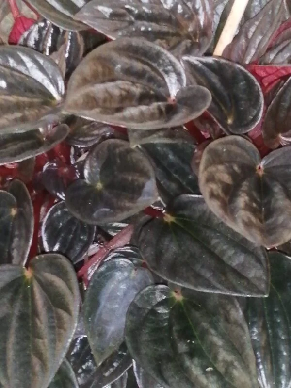 Peperomia clusiifolia Red Margin, foto 5