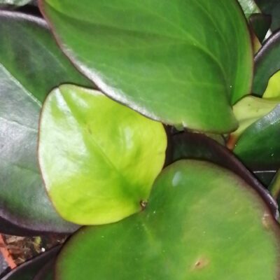 Peperomia clusiifolia Red Margin